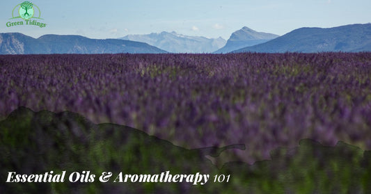 Essential Oils & Aromatherapy 101 - Green Tidings